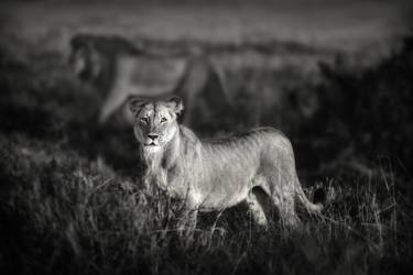 Print of Portraiture Animal Photography by Pekka Järventaus