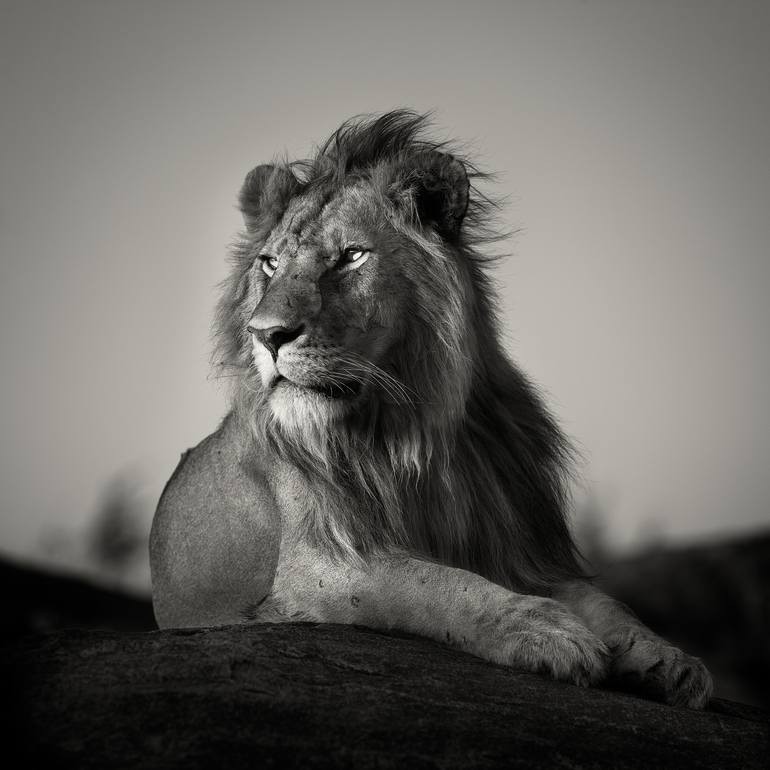 Remembering Lions: beautiful photographs of this majestic cat