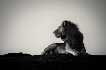 Male lion on rock. thumb