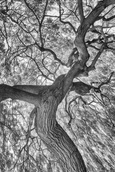 Original Figurative Tree Photography by Pete Edmunds