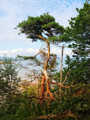 Torn Tree, Llanbedrog (Published at VOGUE.COM) LARGE thumb