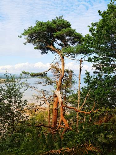 Torn Tree, Llanbedrog (Published at VOGUE.COM) XL thumb