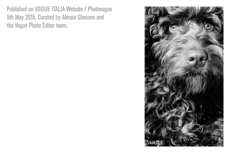 Original Figurative Dogs Photography by Pete Edmunds