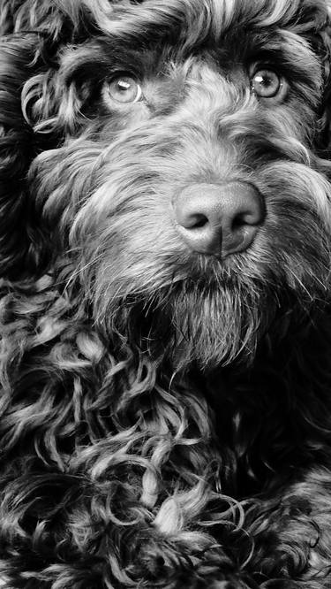 Original Dogs Photography by Pete Edmunds