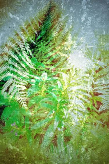 Fern and Fireweed 04 (LARGE) - Limited Edition 1 of 3 +1AP thumb