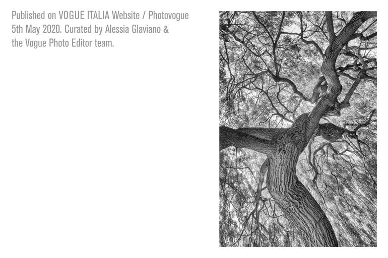 Original Figurative Tree Photography by Pete Edmunds