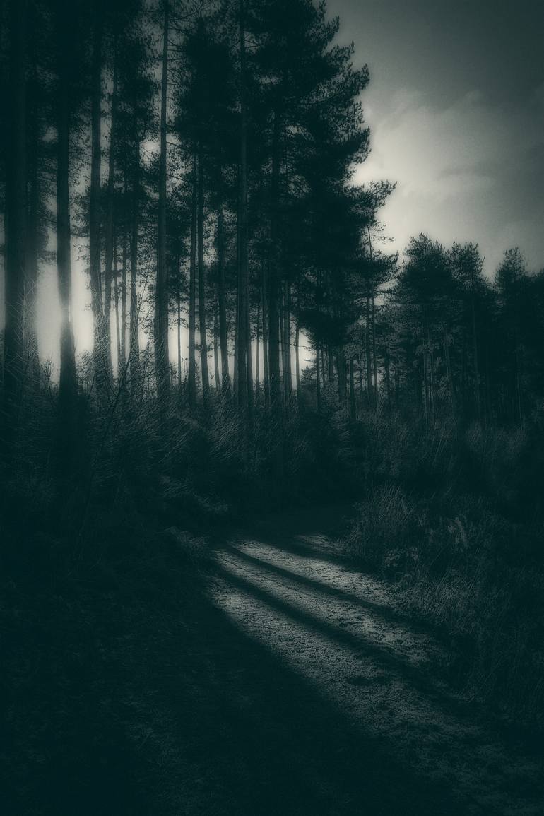 Forest Path Pinhole - Limited Edition 2/12 Photography by Pete Edmunds ...