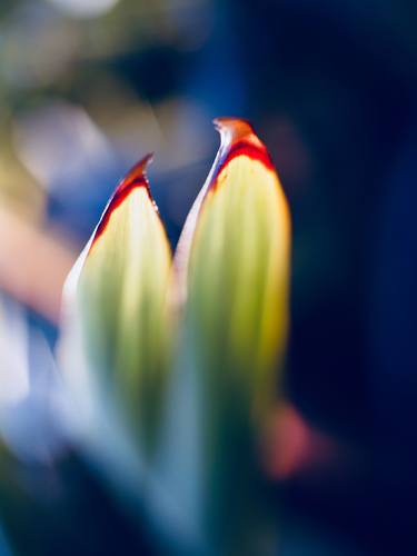Original Abstract Botanic Photography by Pete Edmunds