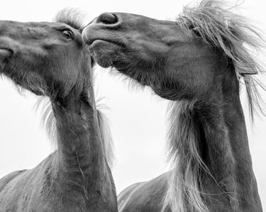 DUET (Icelandic Horses) Published at VOGUE.COM - LARGE thumb