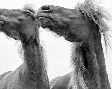 Print of Horse Photography by Pete Edmunds