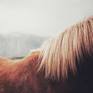Collection Icelandic Horses