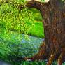 A beautiful large painting representing one year of the many years of an Oak Tree's life. Bright and full of hope. Painted with pallet knife and brush, textured and carried along the sides of the canvas.