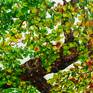 A beautiful large painting representing one year of the many years of an Oak Tree's life. Bright and full of hope. Painted with pallet knife and brush, textured and carried along the sides of the canvas.