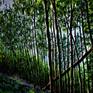 The Late afternoon sun is casting light and shadows right across this magical scene ,illuminating the whole forest. Textured with layers of oil paint by pallet knife and brush