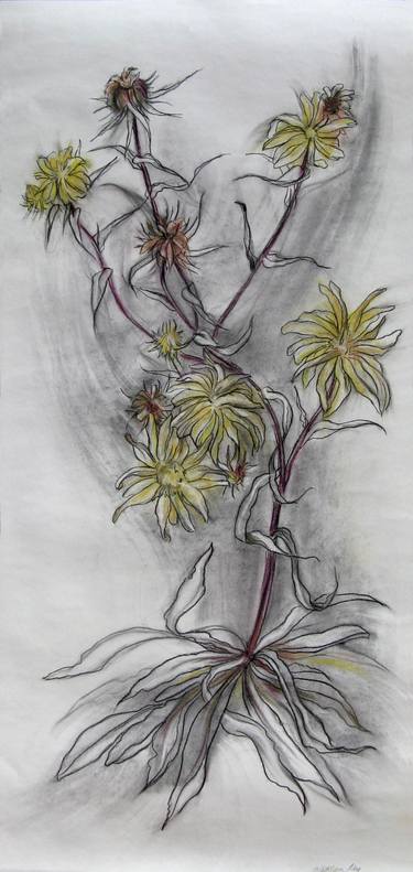 Original Realism Botanic Drawings by Kathleen Ney