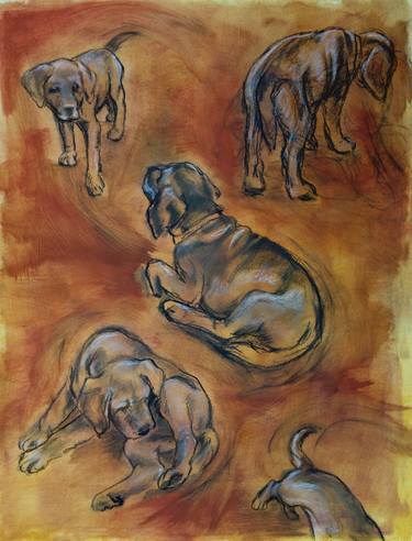 Original Realism Animal Drawings by Kathleen Ney