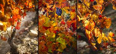 AUTUMN TRIPTYCH 001 - Limited Edition of 50 thumb