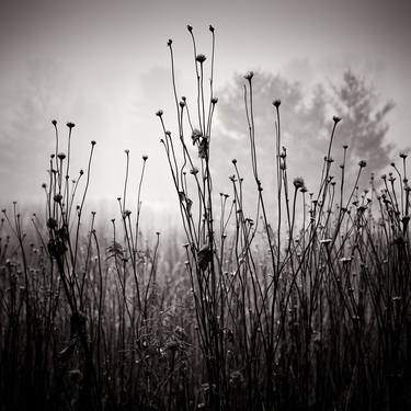 Meadow Plants 1 thumb