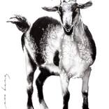 Lucky Horns by Soo Beng Lim