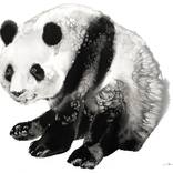 Zen Panda Pose by Soo Beng Lim