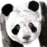 Bamboo Bandit by Soo Beng Lim