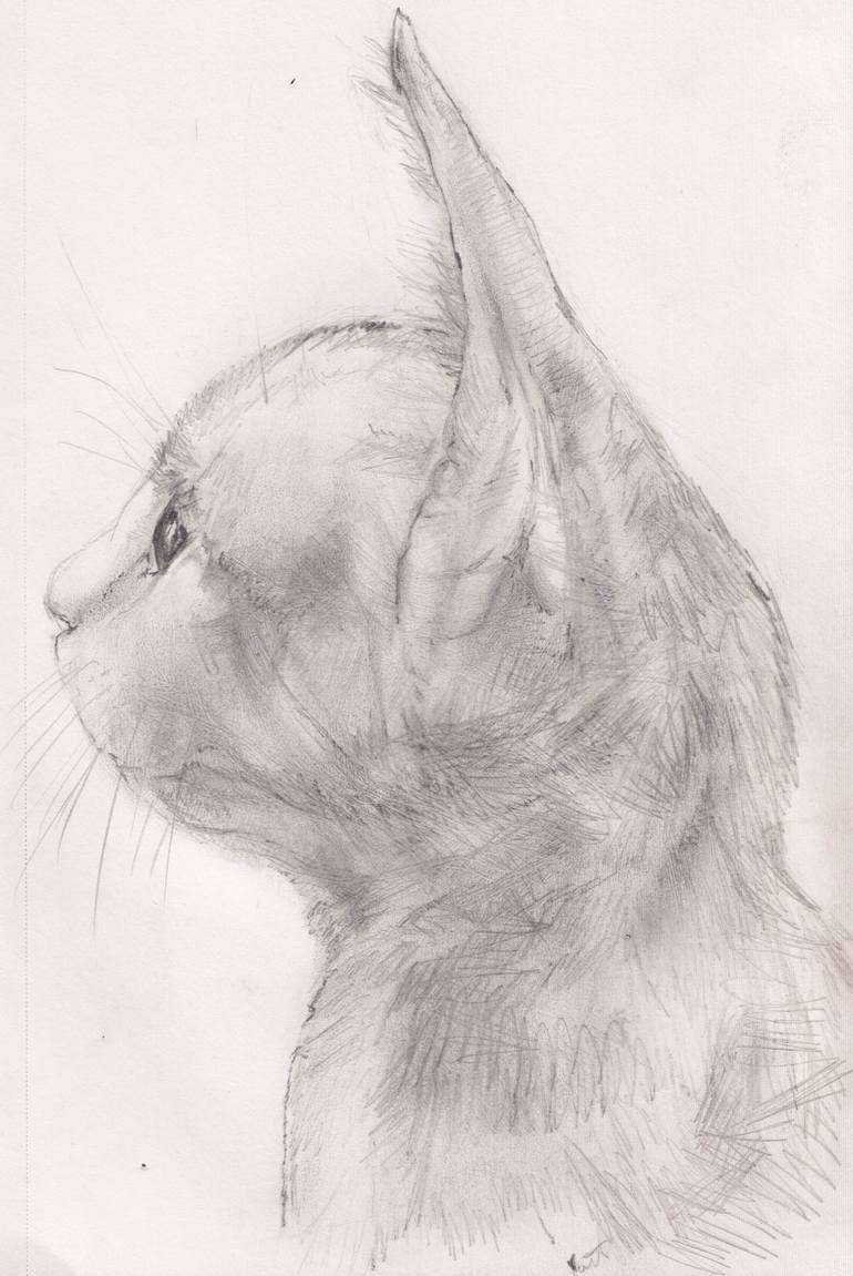 Cat Profile Drawing - Finally Some