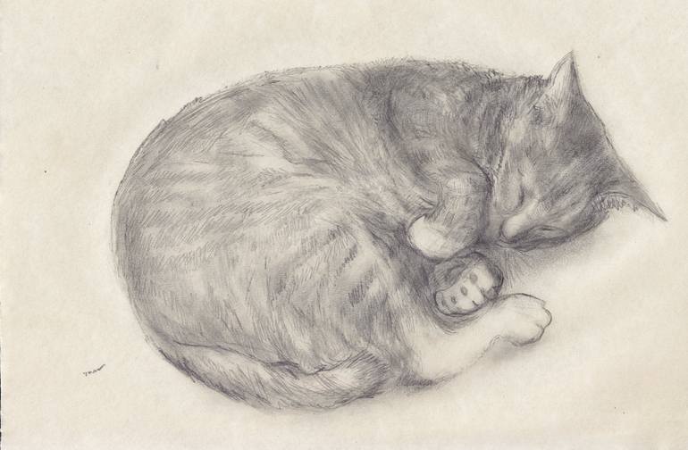 Cat Sleeping