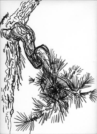 pine branch: black conte crayon plein air drawing thumb