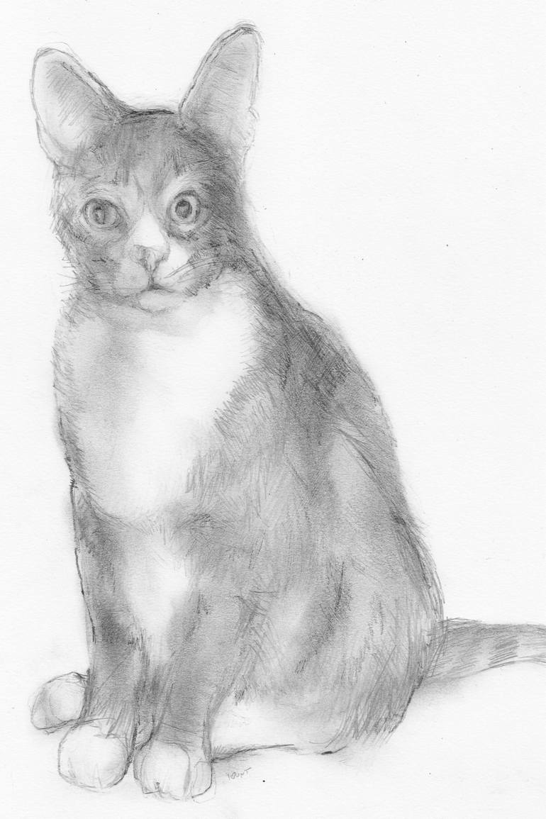 Murray Myler Cat Pencil Drawing On Paper