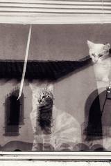 The Window Cats A Found Photo Manipulated In Photoshop Photography By Jeffrey Yount Saatchi Art