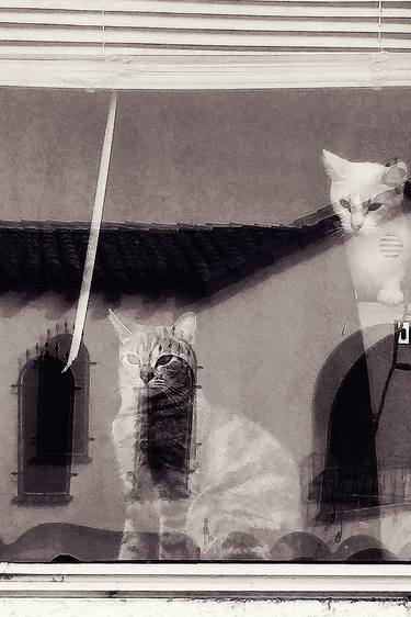 the window cats: a found photo manipulated in photoshop thumb