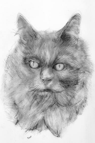 Print of Cats Drawings by Jeffrey Yount