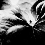 leaves by Jeffrey Yount