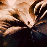 leaves by Jeffrey Yount