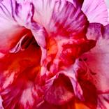flower by Jeffrey Yount