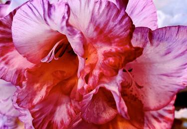 Original Fine Art Floral Photography by Jeffrey Yount