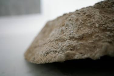 Trilobiti, detail thumb