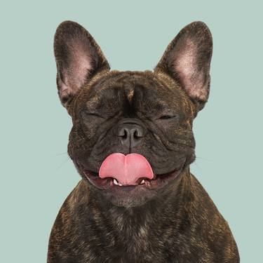 Original Dogs Photography by Pernille Westh