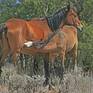 Collection Wild Horses of the Comstock