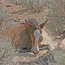 Collection Wild Horses of the Comstock