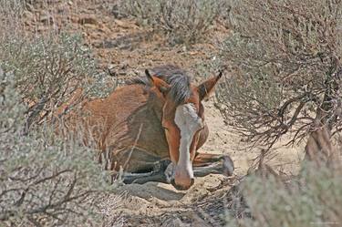 Snoozing in the Sagebrush thumb