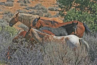 A Youngster in the Herd thumb