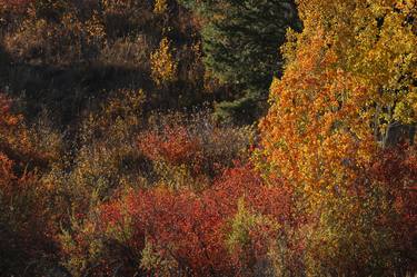 Autumn Colors, Grand Teton National Park thumb