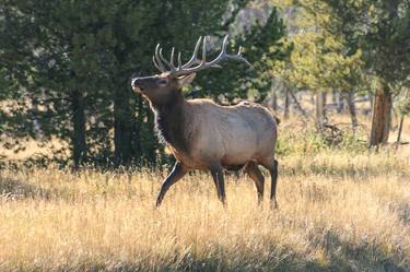 A Bull Elk Sniffing the Breeze, Yellowstone National Park thumb