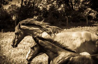 Print of Abstract Animal Photography by John-Pal Gore