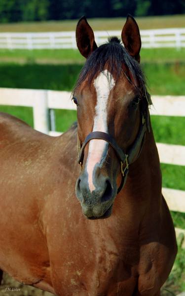 Print of Photorealism Horse Photography by J M Lister