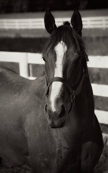 Original Photorealism Horse Photography by J M Lister