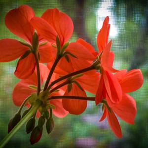 Collection Flowers