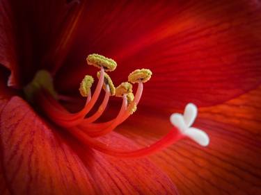Print of Floral Photography by Andrei Dragomirescu