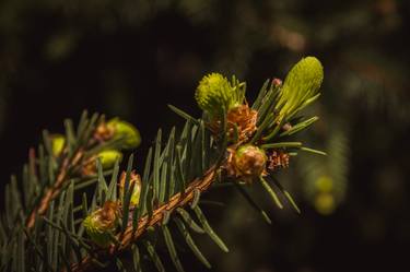 Original Photorealism Tree Photography by Andrei Dragomirescu